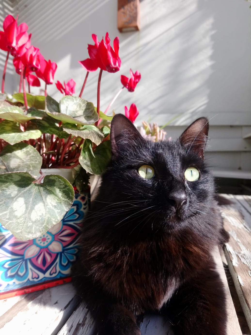 Mi gata